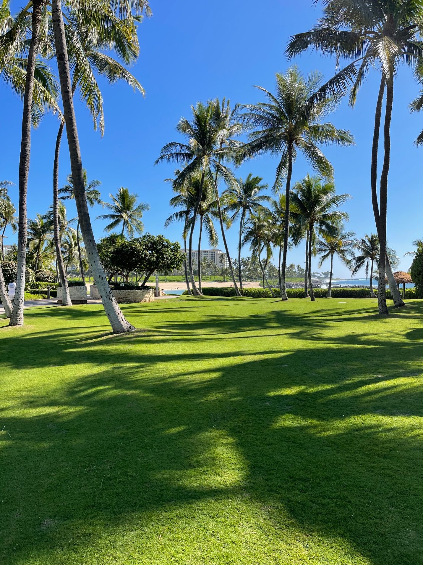 A grass field with palm trees Description automatically generated with low confidence