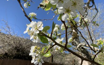 Springtime Gardening