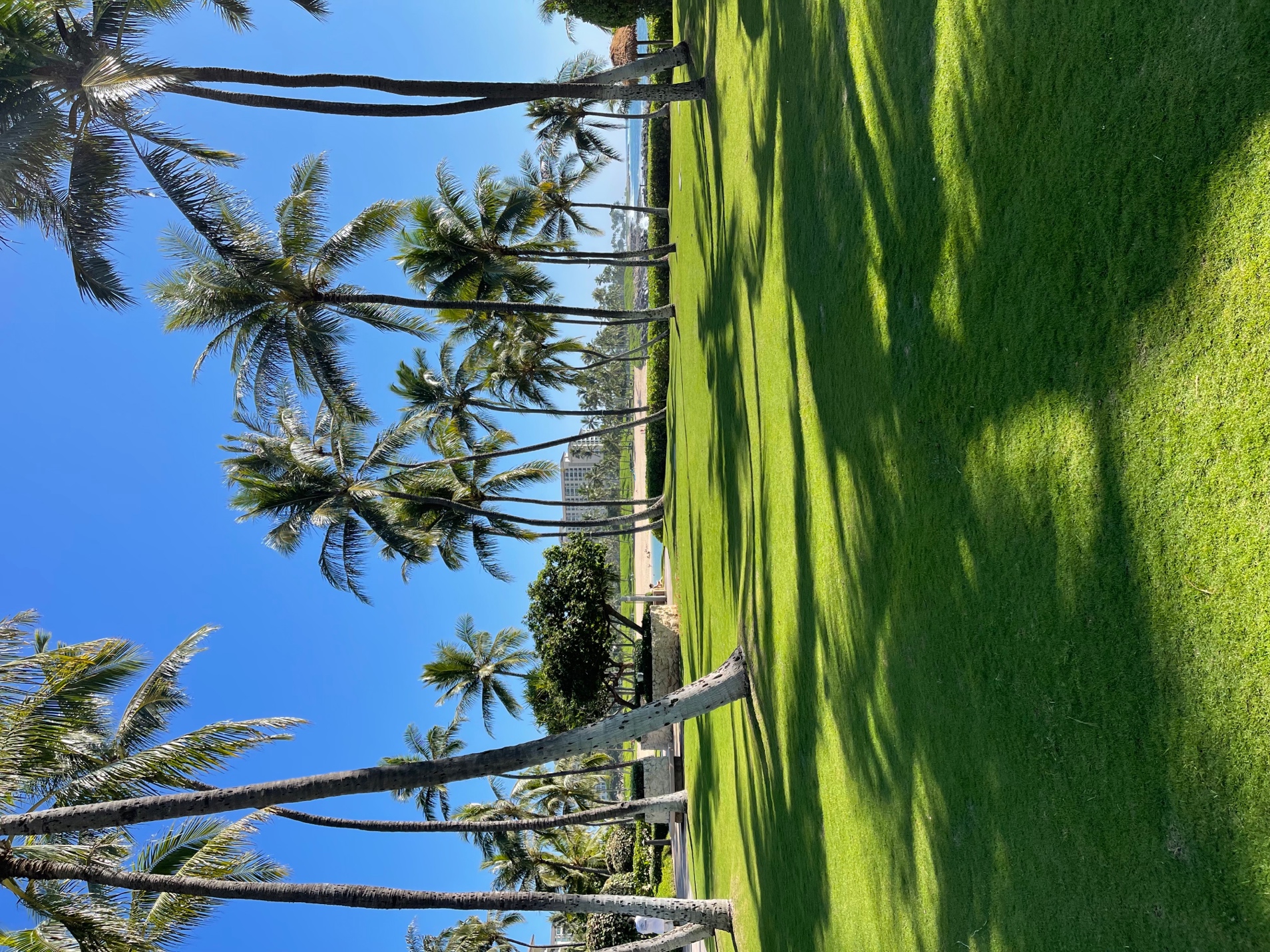 A grass field with palm trees

Description automatically generated with low confidence